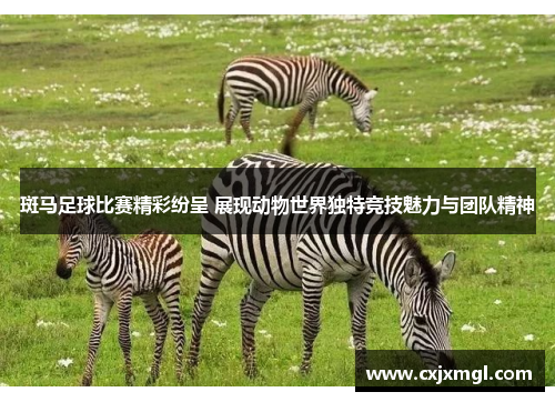 斑马足球比赛精彩纷呈 展现动物世界独特竞技魅力与团队精神